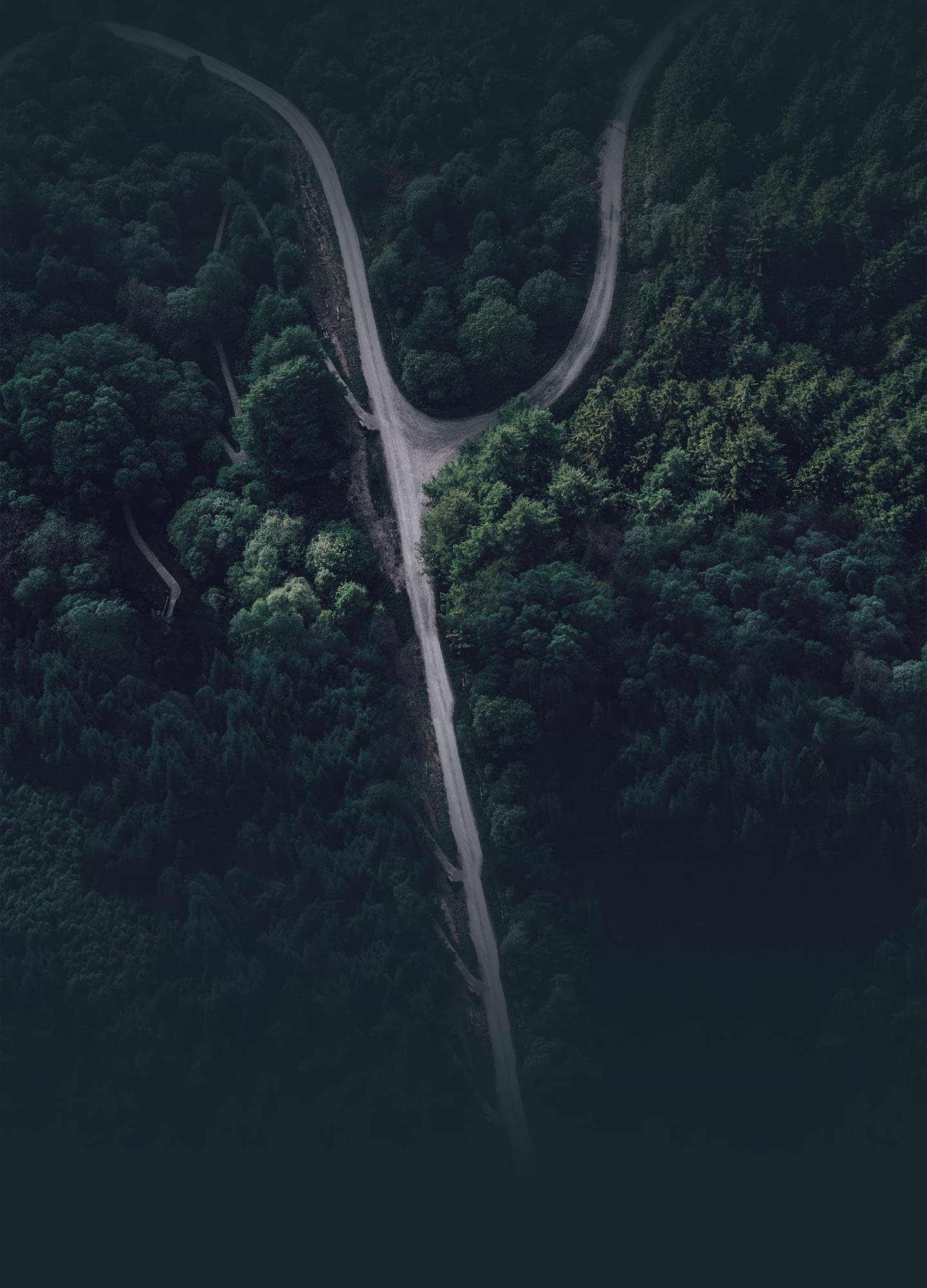 Forest background
